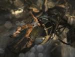 tombraider2013_016.jpg