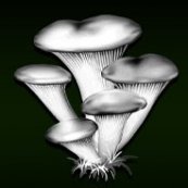 Logo de MushRoom Angels games